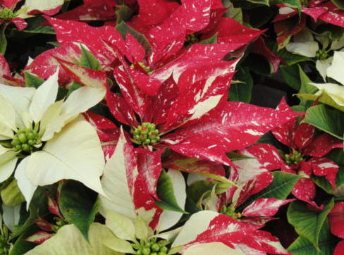 Vibrant Red Poinsettia Flowering Plant in Hendersonville, NC - SOUTHERN  TRADITIONS FLORIST