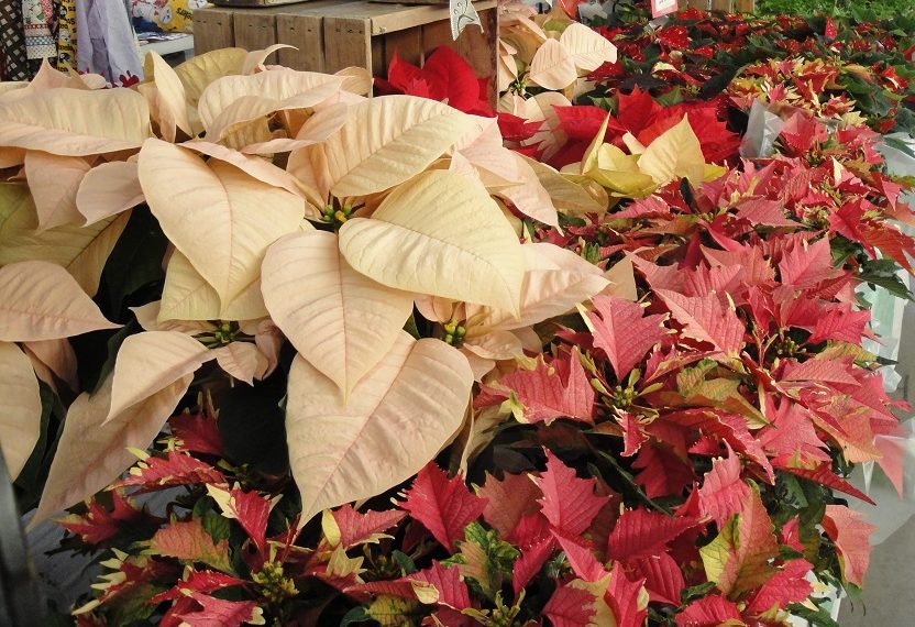 Vibrant Red Poinsettia Flowering Plant in Hendersonville, NC