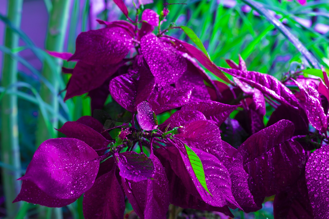 Vibrant Red Poinsettia Flowering Plant in Hendersonville, NC - SOUTHERN  TRADITIONS FLORIST