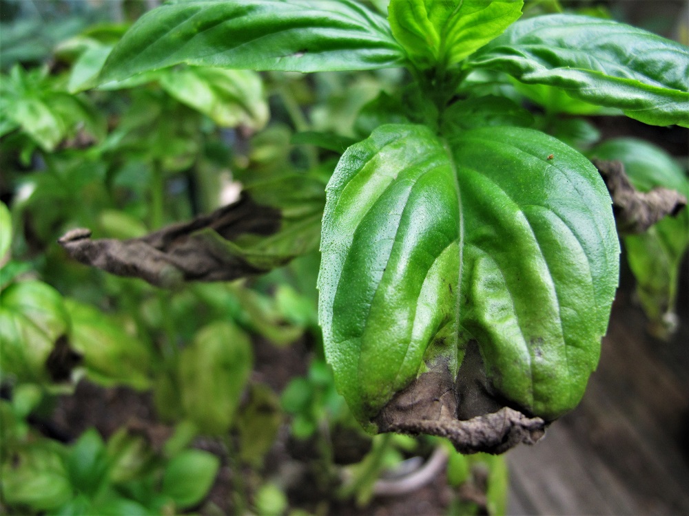 Basil Downy Mildew You Can Prevent It The Farm In My Yard