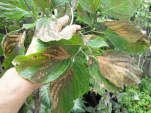 sun scald on a dogwood tree