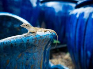 blue ceramic pots, with an anole