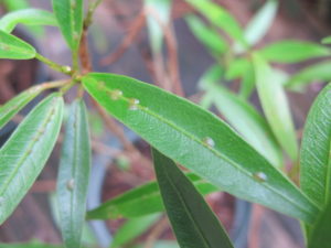 scale insects on ficus neriifolia, fiddle-leaf fig 