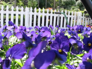 violas