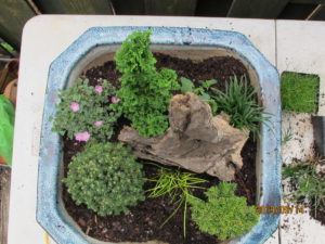 miniature garden, evergreen