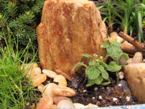 rocks, miniature garden, unnamed weed