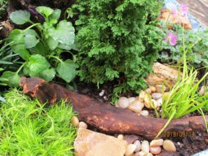 miniature garden, Primo arborvitae