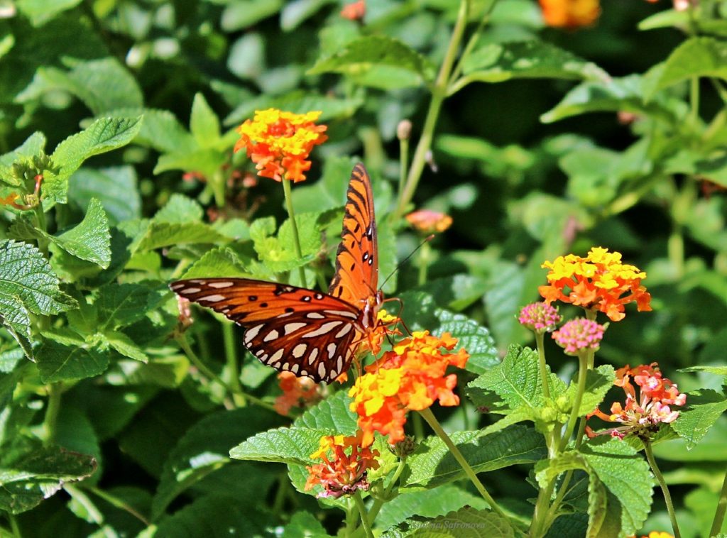 A Passion For The Gulf Fritillary Butterfly » The Farm In My Yard