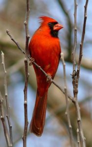 plant trees for birds