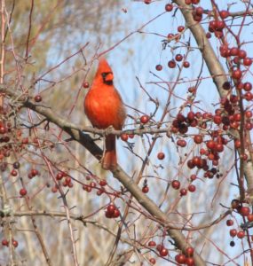 cardinals, planting trees and shrubs