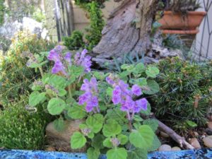 purple flower , miniature evergreen garden