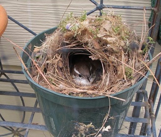 what can I use to line a wire hanging basket Archives - The Farm In My Yard