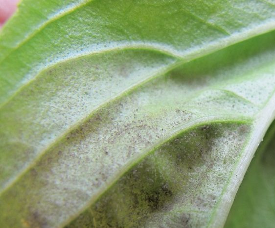 Basil Downy Mildew: You Can Prevent It! » The Farm In My Yard