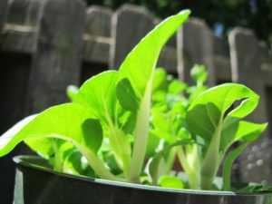 dwarf pac choi