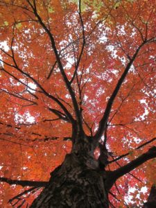 planting trees, fall color