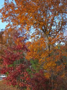 plant trees for fall color