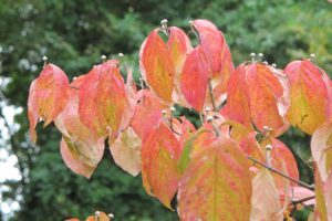 fall color in native dogwood, with flower buds 