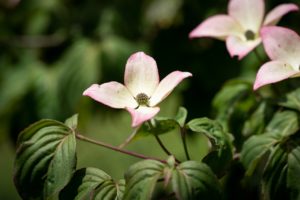 Dogwood Flower Cornus - Pezibear / Pixabay