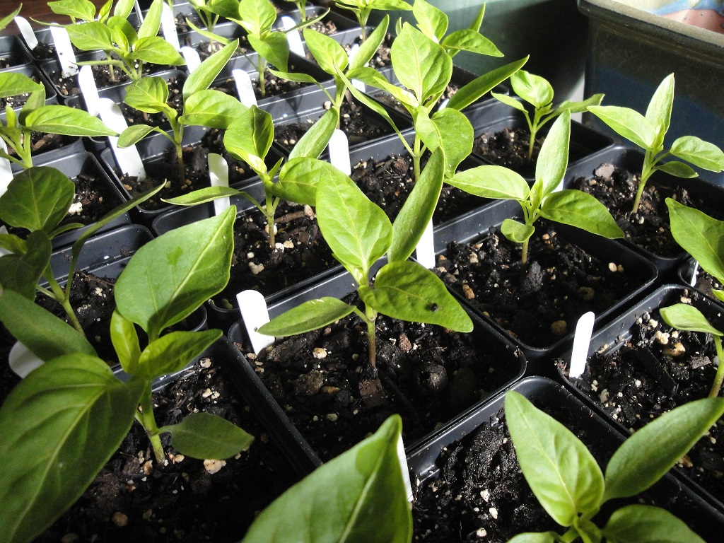 pepper seedlings