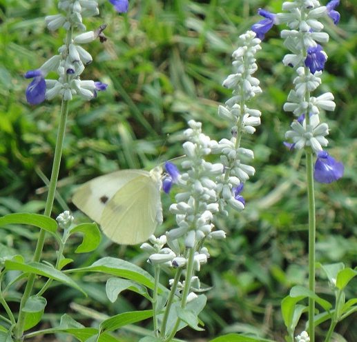 adult imported cabbage white butterfly