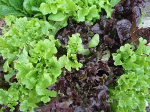 mixed lettuces