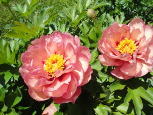 Itoh peony 'Kopper Kettle'