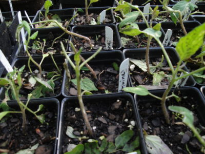 young tomato plants damaged by tornado, 2023