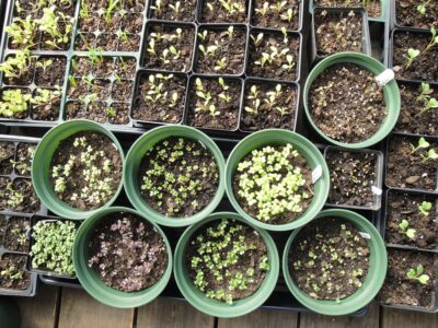 Mentha x piperita (Peppermint, Peppermints)  North Carolina Extension  Gardener Plant Toolbox