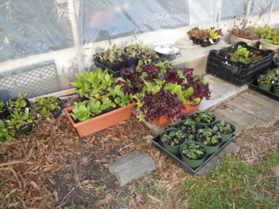 Protecting Tomato Plants in a Heatwave, Craig LeHoullier