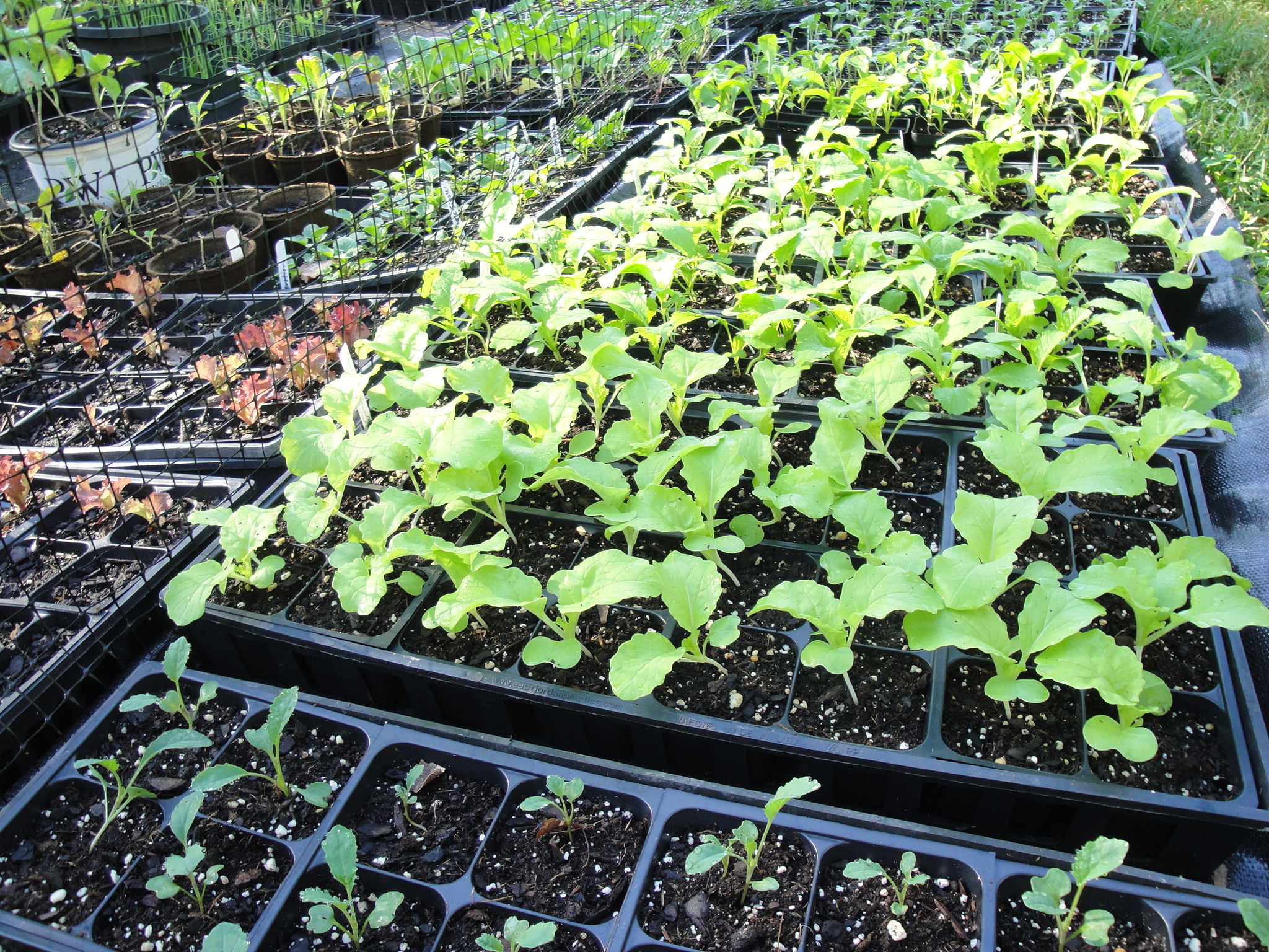 seedlings of cool season greens