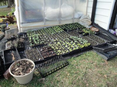 young brassica seedlings