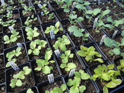 seedings of early spring greens