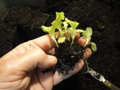 transplanting 'Tokyo Bekana' seedlings