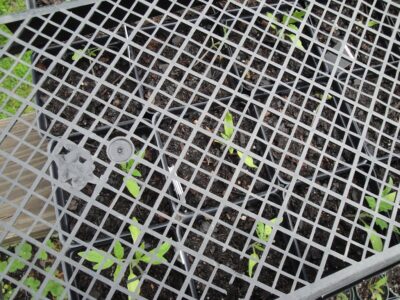 tomato seedlings protected from strong sun with a mesh tray