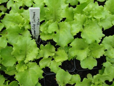 lettuce 'Muir'