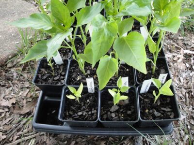 young peppers, some are small from lack of fertilizer