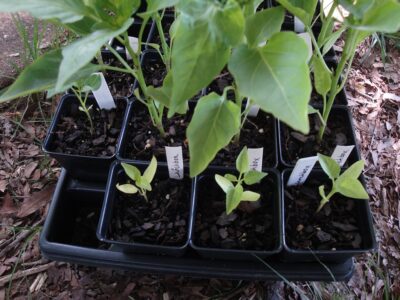 peppers, small ones received no fertilizer