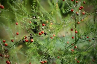 asparagus fruits and seeds