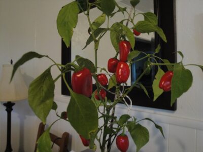 red 'Lunchbox' pepper