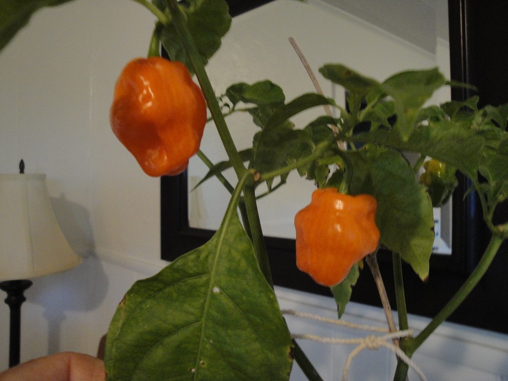 Habanero 'Helios' hot pepper