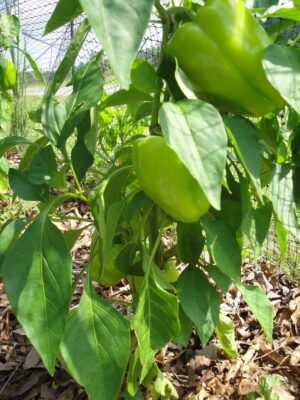 'Flavorburst' sweet bell pepper