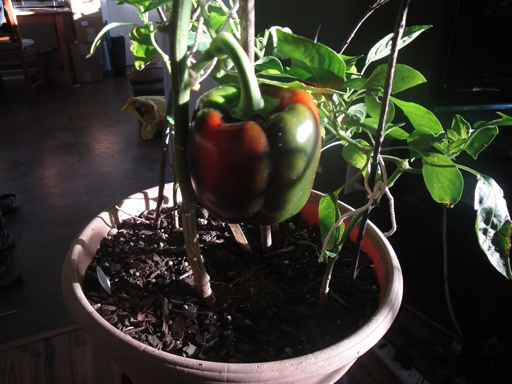 'Olympus' bell pepper.