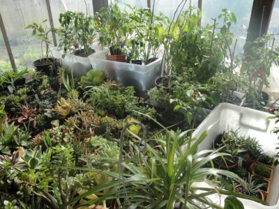 succulents and peppers on the enclosed porch