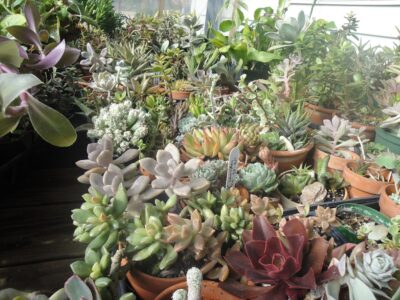 succulents in enclosed porch for winter