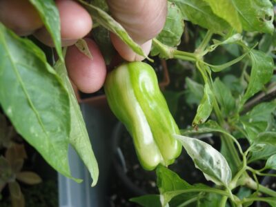 'Candy Cane', a variegated pepper, white splotches in leaves, striped fruits.